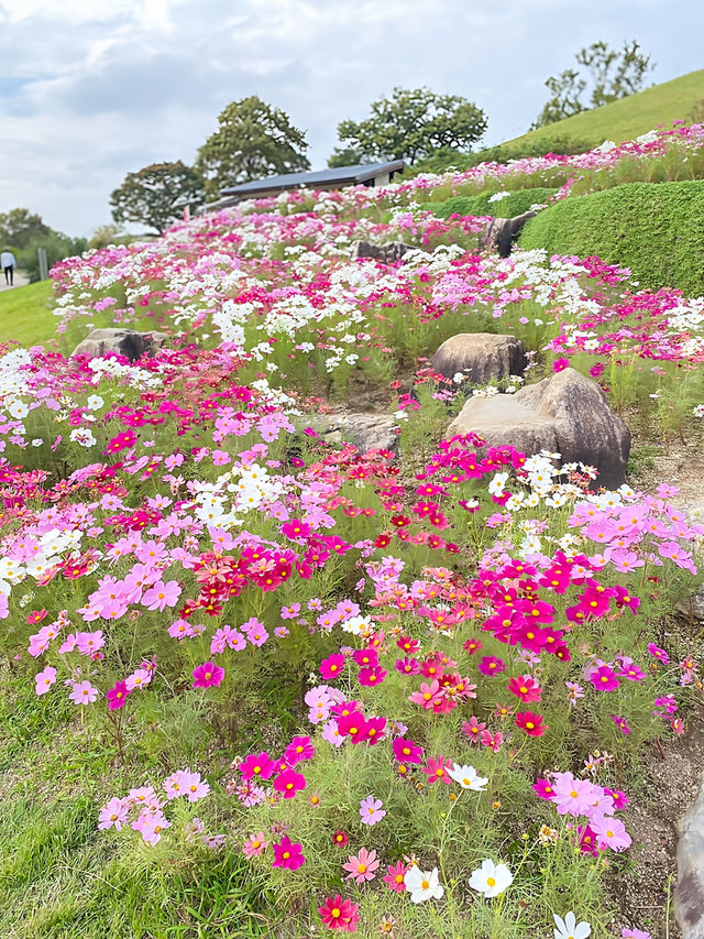 ┃香川県まんのう町┃秋限定の花畑コスモス