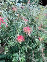 Flower Dome Singapore: A Must-Visit Floral Wonderland