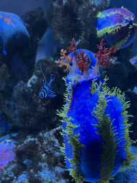 Hohhot Aquarium Adventure: Jellyfish Vibes & Ticket Hacks 🐠✨
