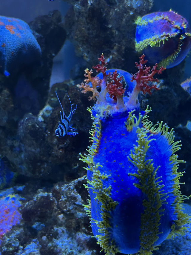 Hohhot Aquarium Adventure: Jellyfish Vibes & Ticket Hacks 🐠✨