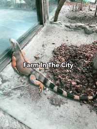 Farm In The City: A Must-Visit Family Adventure with Diverse Animals