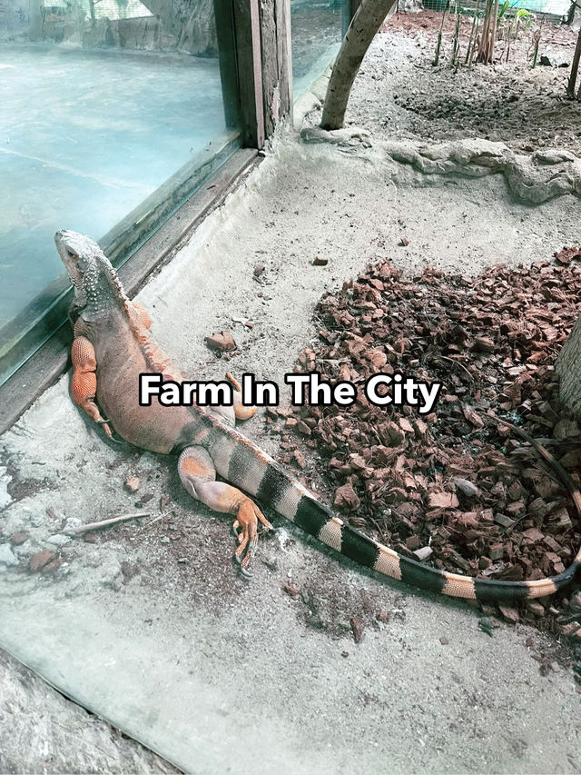 Farm In The City: A Must-Visit Family Adventure with Diverse Animals