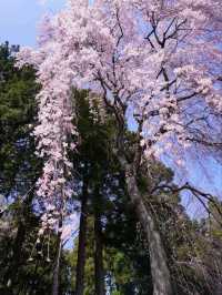 【宮城】仙台東照宮