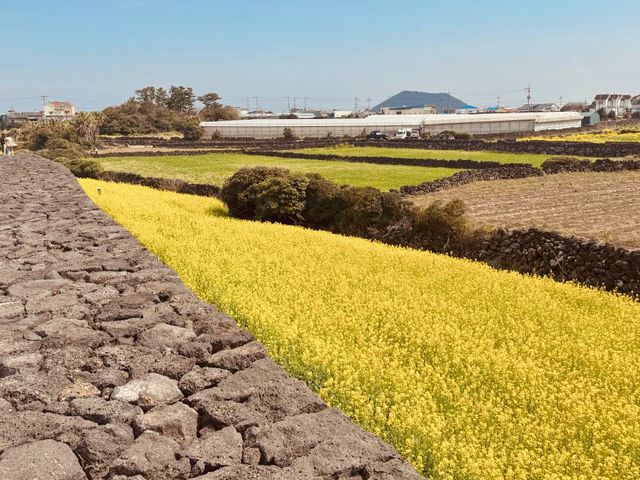 A Window into Jeju's Defensive Past