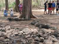 Komodo Wonders🌿 One Day Trip