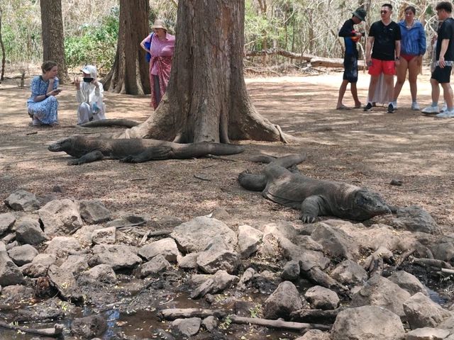 Komodo Wonders🌿 One Day Trip