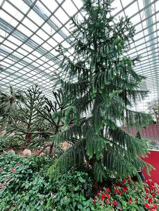 Flower Dome: Must-Visit Botanical Paradise