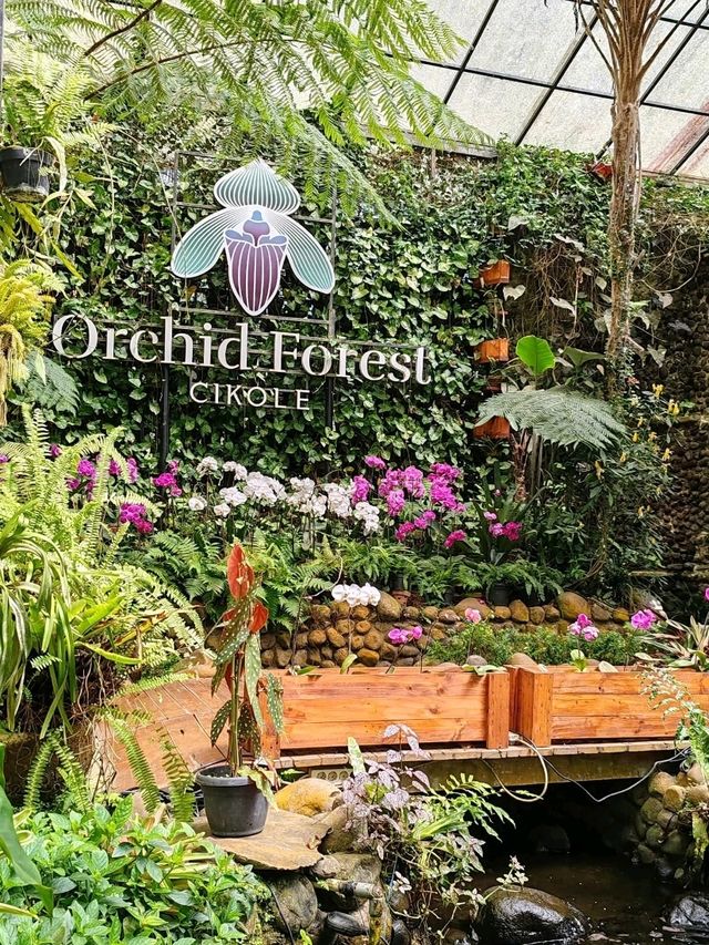 Orchid Forest Cikole: A Blend of Orchids and Cool Pine Woods Orchid Forest Cikole: A Blend of Orchids and Cool Pine Woods