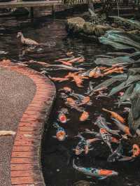 A Heartwarming Encounter with Nature – Feed the Fish @ 1 Utama Wildlife Conservation Efforts