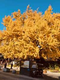 Historical Immersion and Grand Framing