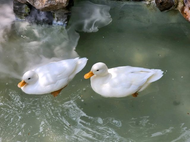 Spend a Wild Day at Yilan’s Lanyang Animal and Plant Kingdom 🦙✨ Spend a Wild Day at Yilan’s Lanyang Animal and Plant Kingdom 🦙✨