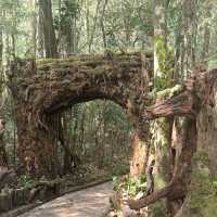 Tropical Adventure from Cool Mountain Foothills to Sun light Islands