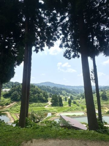 Enjoy the Japanese summer in a relaxing, woodland setting that can only be found here 🦙🌿✨ Head to Yamakoshi Village, where alpacas live 🍉