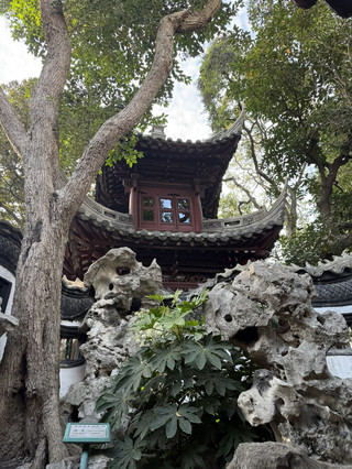 Things to know about Yu Garden, Shanghai – beauty, history, and reality 🌿🏮