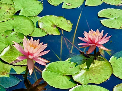 タイ最大級の蓮（ハス）の公園へご案内します。 | Trip.com サコンナコーン