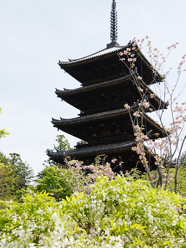 御室桜で有名な世界遺産 仁和寺 | Trip.com 京都