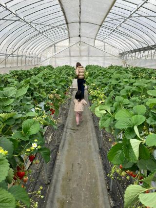 Strawberry hunting in Nagoya 🍓