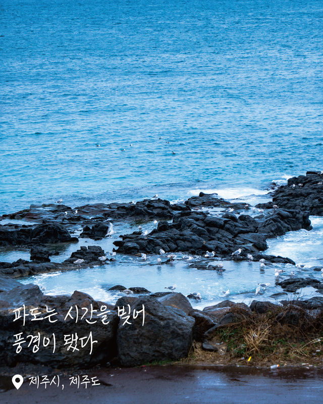 제주 바다가 숨겨놓은 작은 풍경, 도구리알 