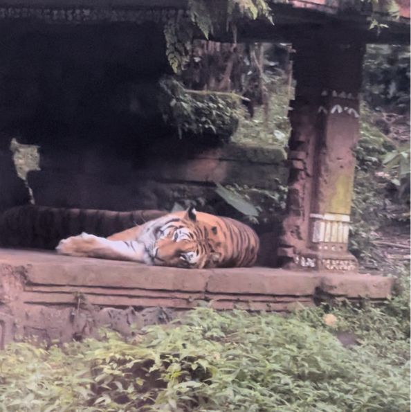 Wildlife Adventure: Explore Taman Safari