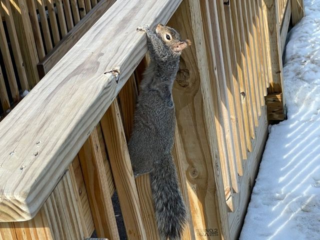 ✨ Buffalo水牛城 一日快閃 ✨