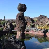Jardin de Cactus 🇮🇨