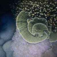 Karimunjava Island magic reef