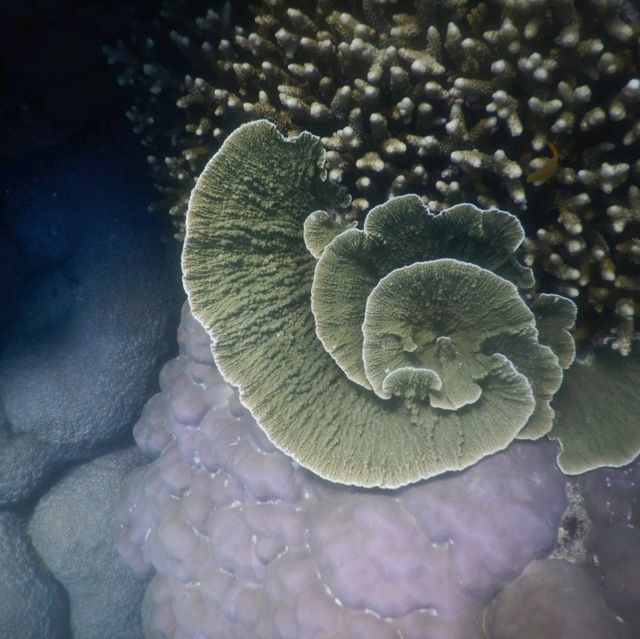 Karimunjava Island magic reef