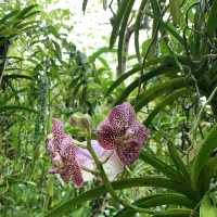 Singapore botanical gardens 🌺