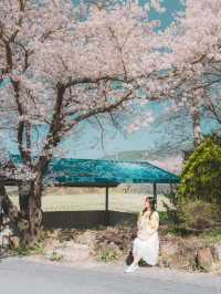 🌸 구례 산수유 마을 🌼