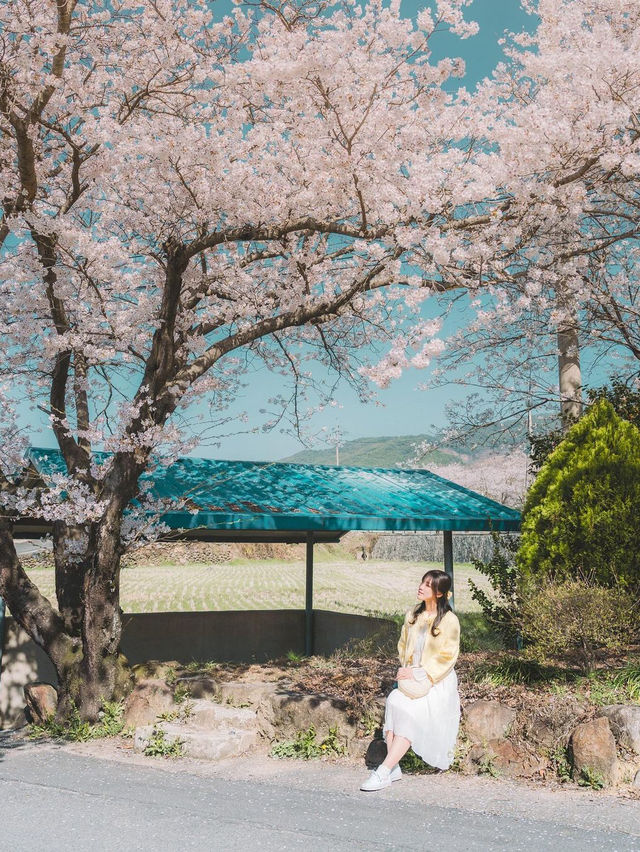 🌸 구례 산수유 마을 🌼