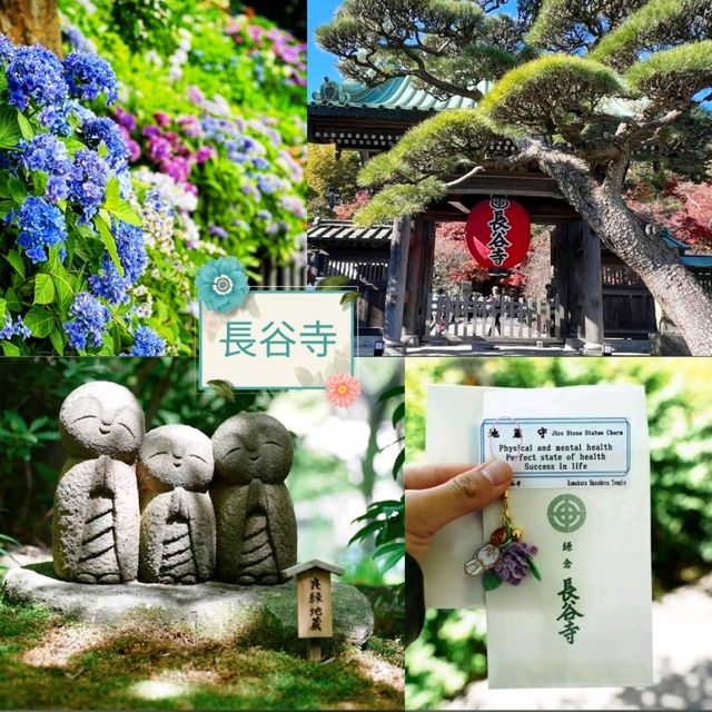 《長谷寺》💐著名的繡球花花園💐鎌倉最古老的寺廟之一