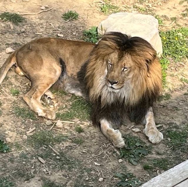 🦘札幌北部野生動物園🦔日本最危險的動物園