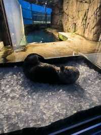 Aquarium Love 