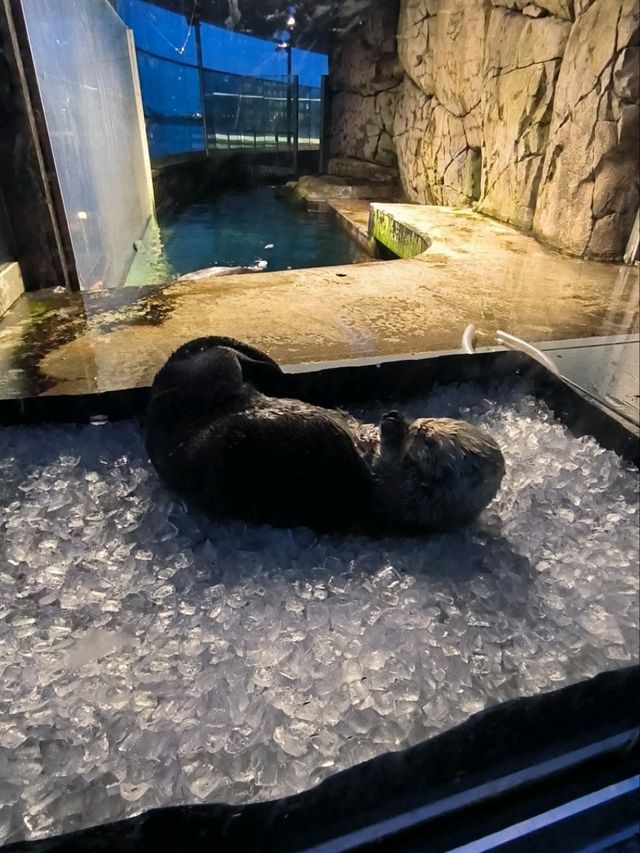 Aquarium Love 