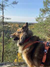 “Spent a perfect autumn day hiking in Nuuksio National Park, Finland🍂🌲