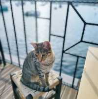 🤩Discover the paradise of cats  🐈‍⬛🐈‍⬛🐈‍⬛🇹🇷