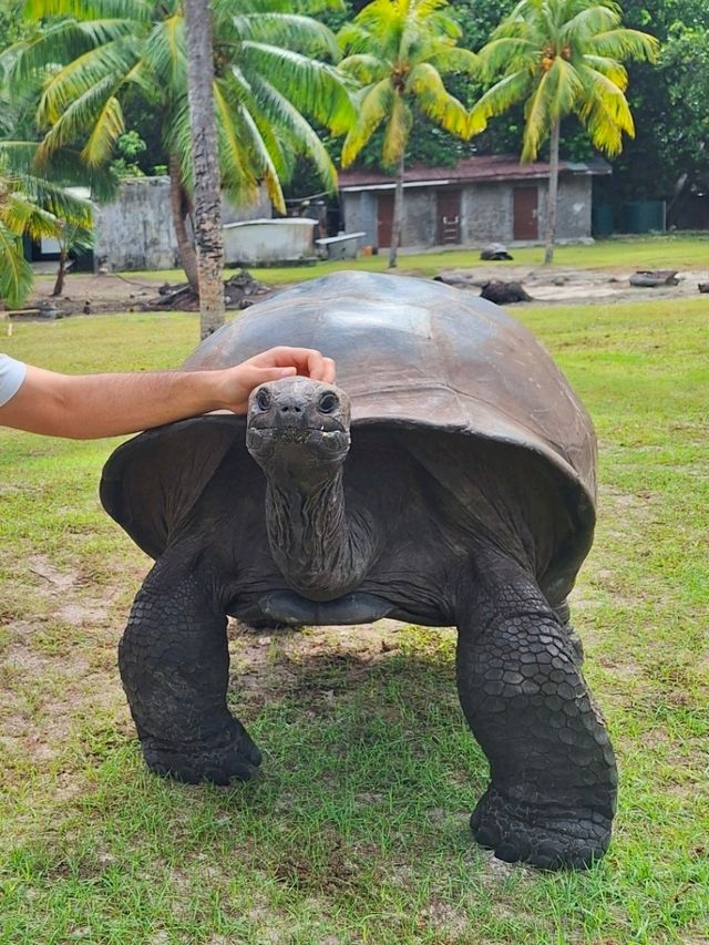 Discover Paradise on Earth: Seychelles 🇸🇨