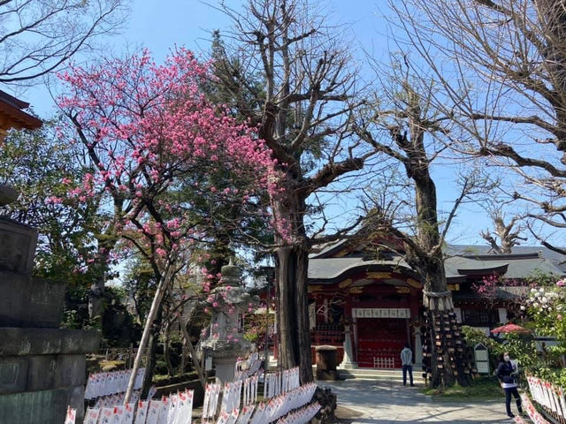 Known for the heroic "Nitenbo mikoshi swinging"