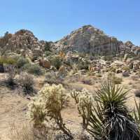 🌵 Top Must-See Landmarks in Joshua Tree National Park 🌅