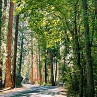 🚗 Getting Around Yosemite National Park – Transportation Tips!