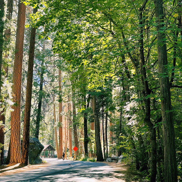 🚗 Getting Around Yosemite National Park – Transportation Tips!