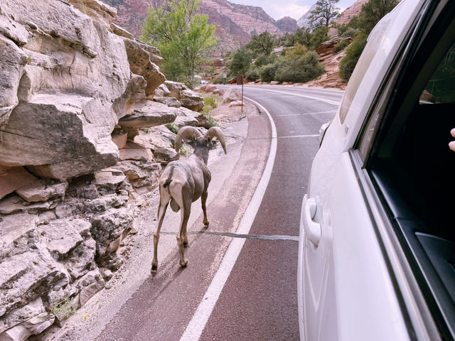 🚗 National Park Road Trip Tips: Make Hoover Dam Your Epic Midpoint Stop! 🛣️💦