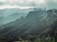 Step into a Fairytale: Exploring the Mossy Forest of Cameron Highlands