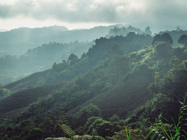 Step into a Fairytale: Exploring the Mossy Forest of Cameron Highlands