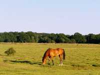 Into the Wild: A Day Trip from Southampton to the New Forest