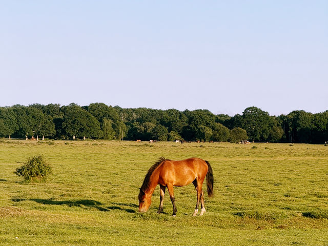 Into the Wild: A Day Trip from Southampton to the New Forest