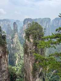 Макаки 🐒 ждут Вас в Национальном парке Чжанцзяцзе ✨ 