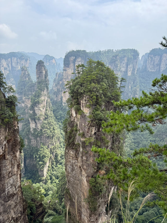 Макаки 🐒 ждут Вас в Национальном парке Чжанцзяцзе ✨ 