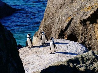 เพนกวินแสนสุข🐧