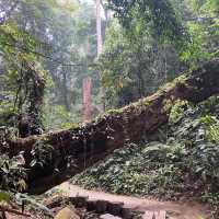 Spotting elephants in Xishuangbanna!